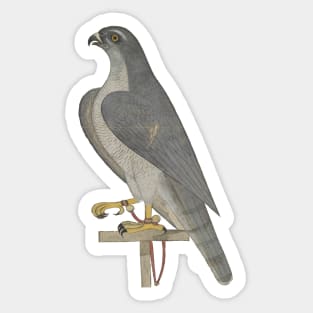 Retro Falcon Sticker